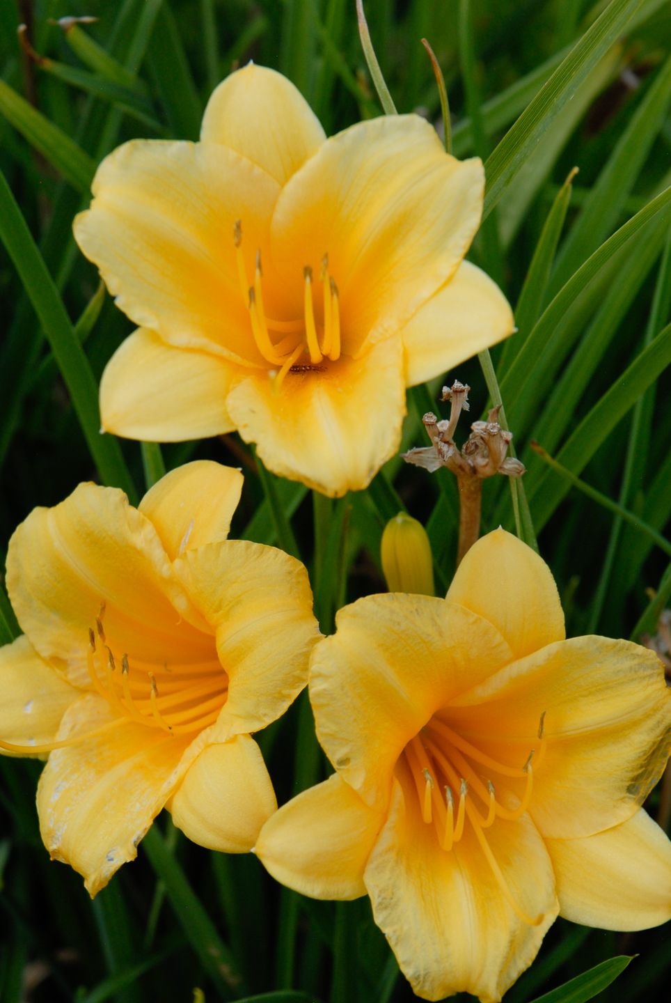 Stella D'Oro Daylily